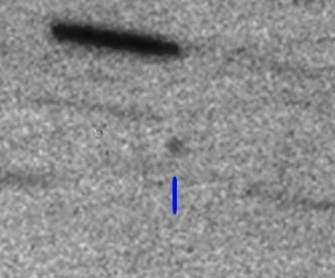C/2025 A4 (PANSTARRS)