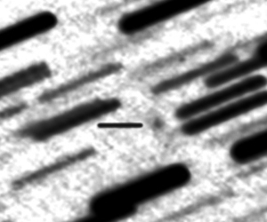 C/2026 N1 (PANSTARRS)