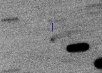 P/2024 X3 (PANSTARRS)